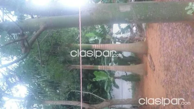 Lapachal II Luque — foto 3