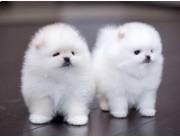 gorgeous Maltese puppies