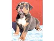 American Bully