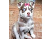 Husky Siberiano