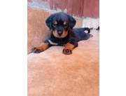 Rottweiler con Pedigrí Internacional