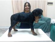Rottweiler con Pedigrí del Paraguay Kennel Club