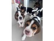 Beagles