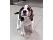 Beagle