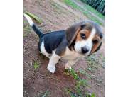 Beagle