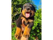 Rottweiler