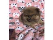Pomerania hembrita🤩🤩