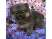 Mini lulu de Pomerania🤩🤩🤩