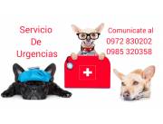 SERVICIO DE URGENCIA VETERINARIA