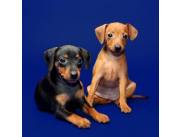 CACHORRA PINSCHER MARRON