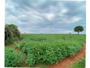 Campo Agrícola/Ganadero en Encarnación - 36 Ha.