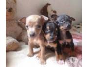 CACHORRA PINSCHER MARRON