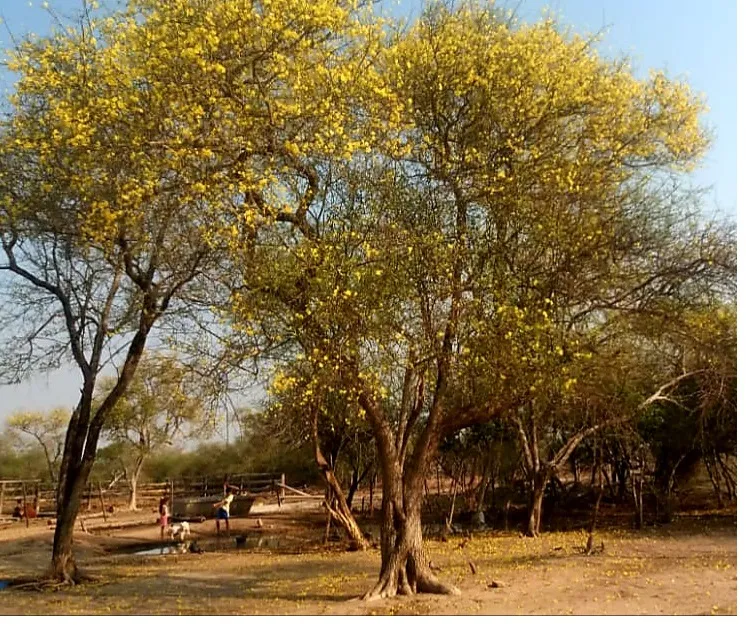 ALTO PARAGUAY - ZONA TTE. MARTINEZ - ESTANCIA 2.550 Has - — foto 3