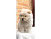 CHOW CHOW BLANCO