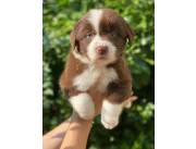 Border collie macho chocolate