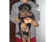 CACHORROS ROTTWEILER / ROTWEILER