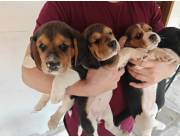 BEAGLE / BEAGLES