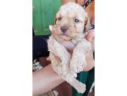Caniche ojos claros