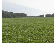 Campo Agrícola Mecanizado en Edelira 28 - 87 Ha.