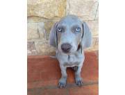 WEIMARANER