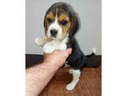 BEAGLE CACHORROS