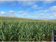 Campo Agrícola Mecanizado en Naranjito - 300 Ha.