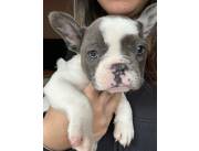 Bulldog francés 100% puros padres con pedigree