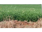 Vendo Terreno en San Juan Nepomuceno 800 HECTAREAS EN OFERTA!!!