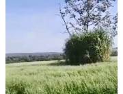 Terreno Agrícola/Ganadero en Alborada costas al Río Paraná - 4 Ha.