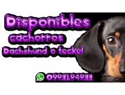 🐾 Hermosos Perros salchichas Teckel Dachshund 100% puros 💗