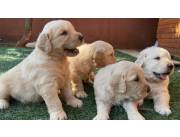 Cachorros golden retriever