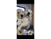 Cachorros golden