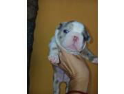 Bulldog frances choco merle