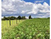 Terreno Agrícola/Ganadero en Itapua Poty - 10 Ha.