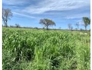 Campo Ganadero/Forestal en Fuerte Olimpo - 16900 Ha.