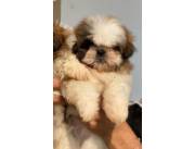 SHIH TZU