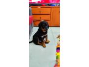 ROTTWEILER 3 MESES