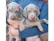 WEIMARANER PUPPIES