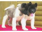 Adorables cachorros Akita Inu machos y hembras disponibles para adopción