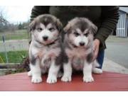 Adorables cachorros machos y hembras de Alaskan Malamute disponibles para adopción