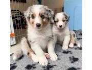 Adorables cachorros de pastor australiano machos y hembras disponibles para adopción