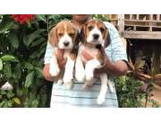 Adorables cachorros Beagle machos y hembras disponibles para adopción