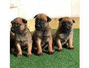 Adorables cachorros de malinois belga machos y hembras disponibles para adopción