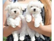 Adorables cachorros Bichon Frise machos y hembras disponibles para adopción