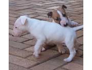 Adorables cachorros Bull Terrier machos y hembras disponibles para adopción