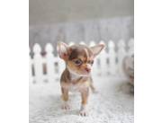 Adorables cachorros chihuahua machos y hembras disponibles para adopción