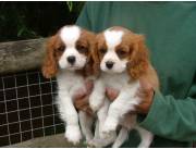 Adorables cachorros Cavalier King Charles machos y hembras disponibles para adopción