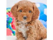 Adorables cachorros Cockapoo machos y hembras disponibles para adopción