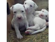 Adorables cachorros Dogo Argentino machos y hembras disponibles para adopción