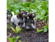 Adorables cachorros de pointer alemán de pelo corto, machos y hembras, disponibles para ad